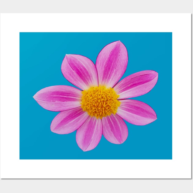 Pink Single Dahlia Flower Wall Art by ellenhenryart